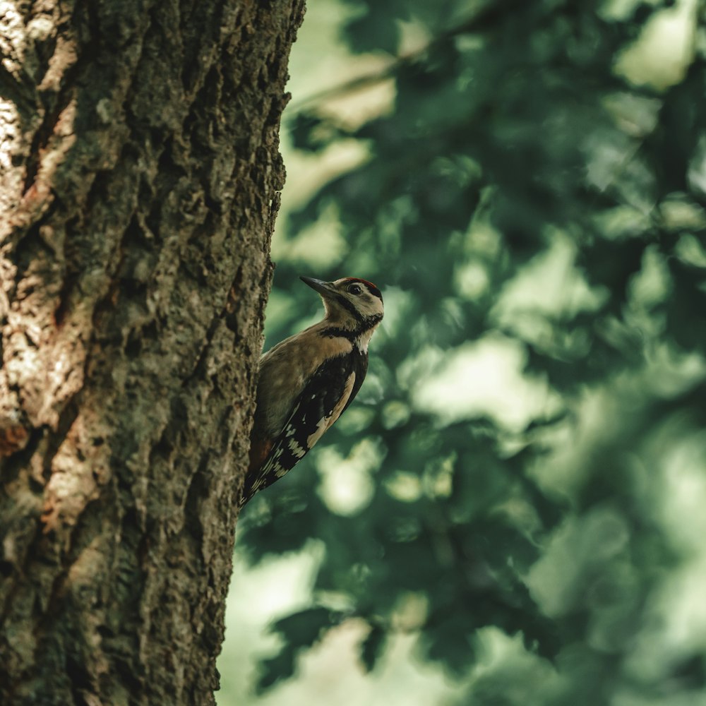 a small bird perched on the side of a tree