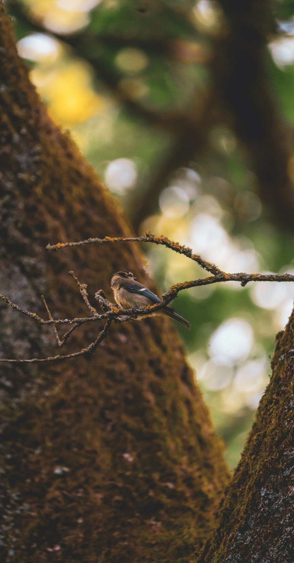 a small bird perched on a tree branch