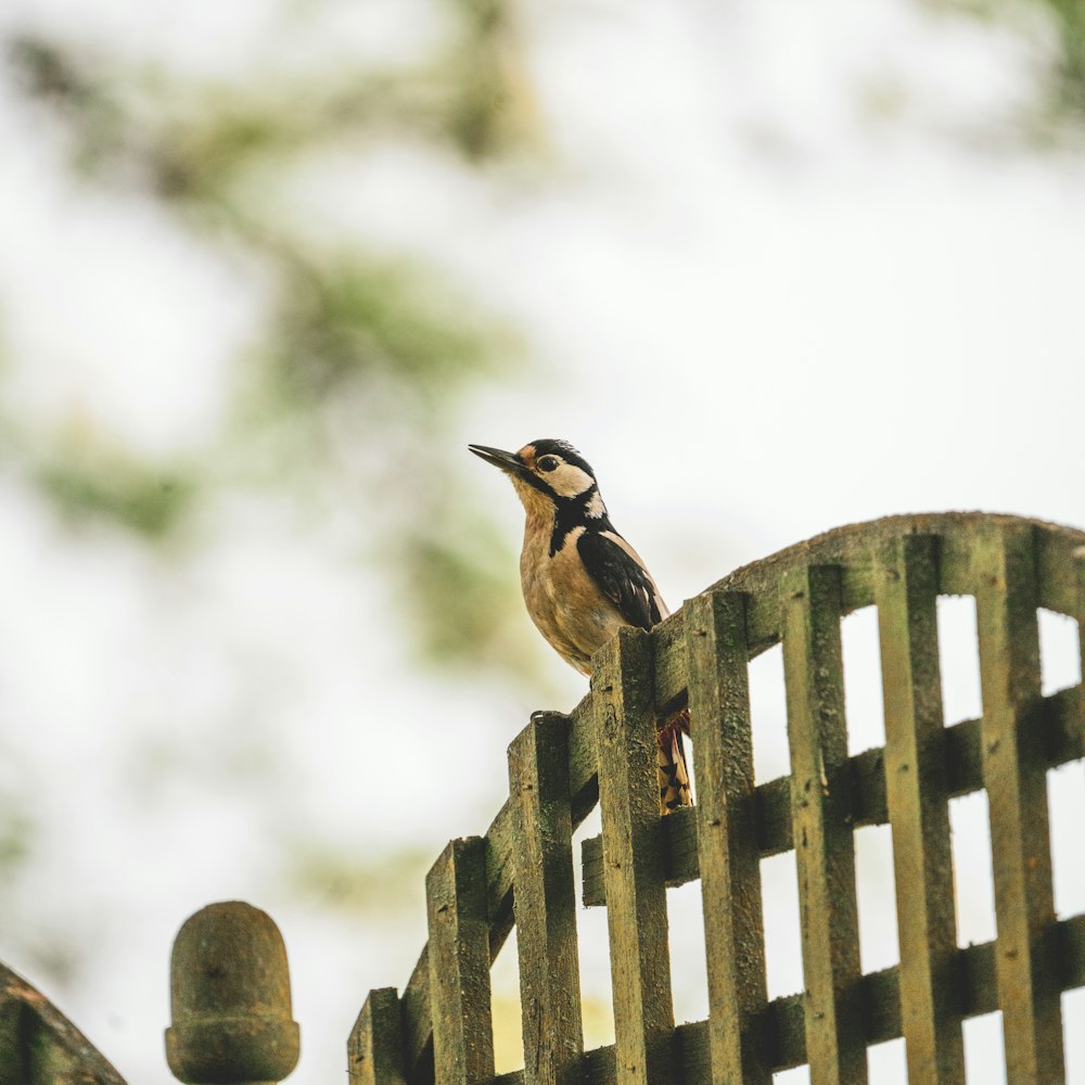 a bird perched on a wooden bench with a tree in the background