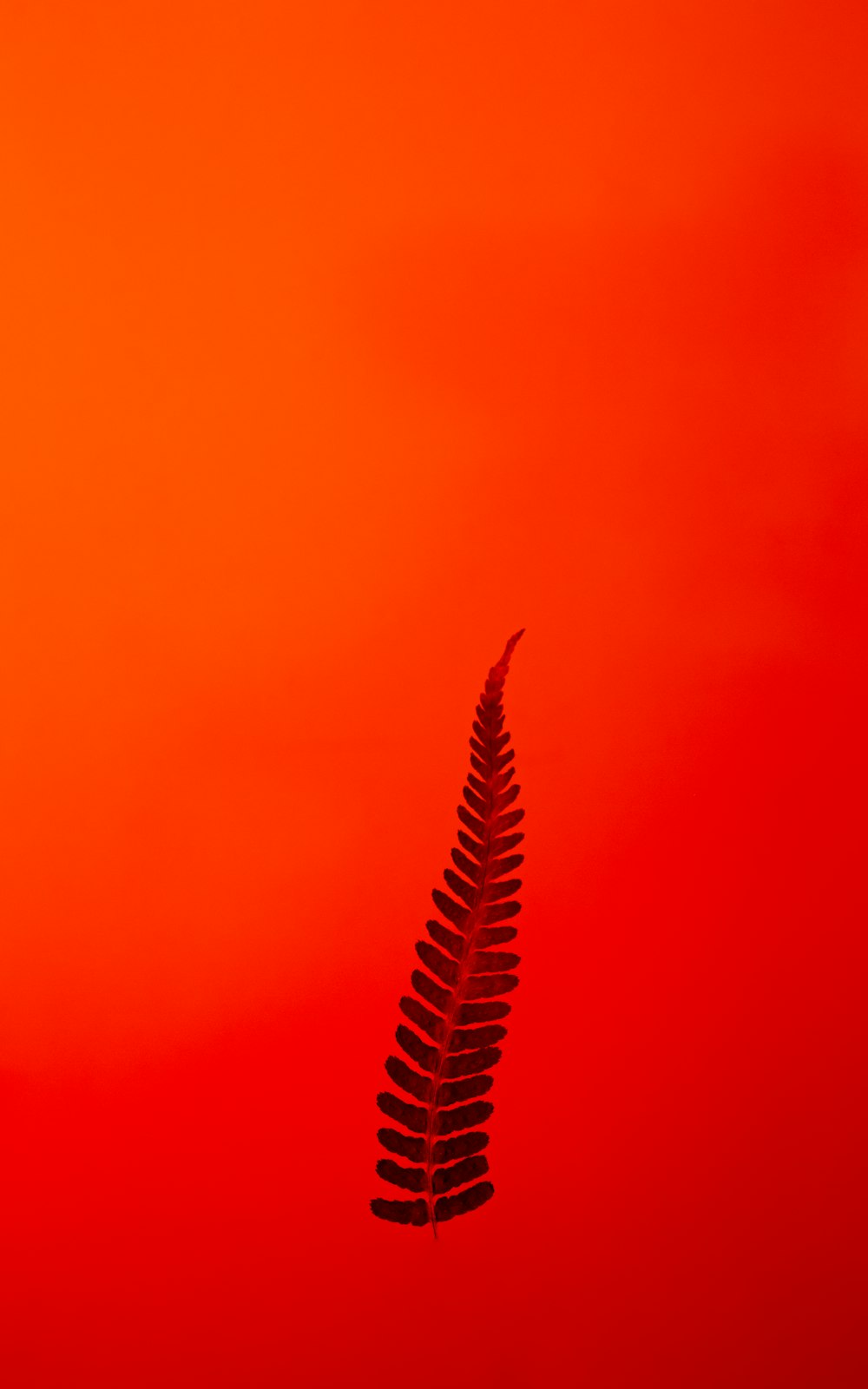 a large leaf is silhouetted against an orange sky