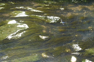Close-up of vibrant green chlorella algae floating in clear freshwater.