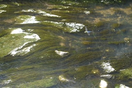 A close-up view of water with green algae or seaweed-like plants floating on the surface. The texture of the algae creates a natural and organic pattern with patches of white, possibly foam or reflection. A small, blurred object, possibly an insect or debris, is seen near the center.