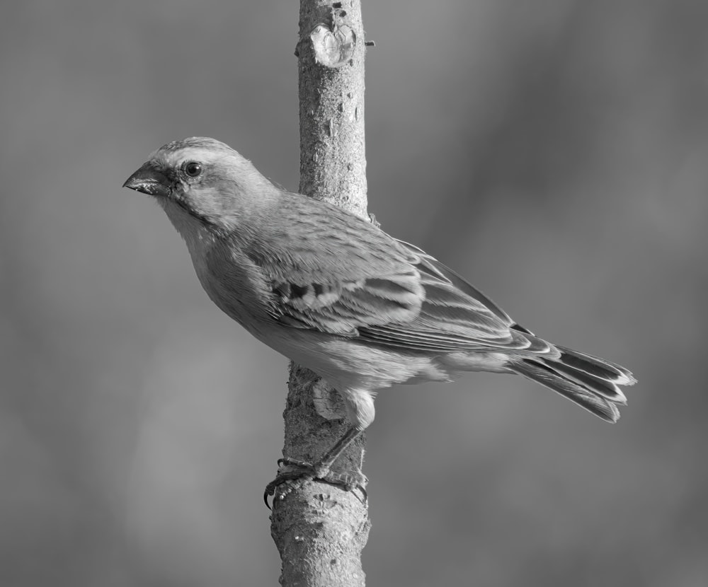 a black and white photo of a bird on a branch