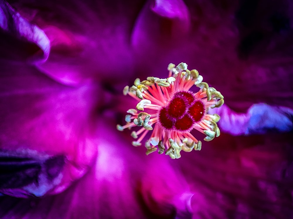 Un primer plano de una flor púrpura con un centro rojo