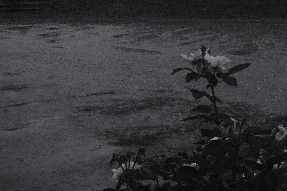 a black and white photo of a flower in the rain