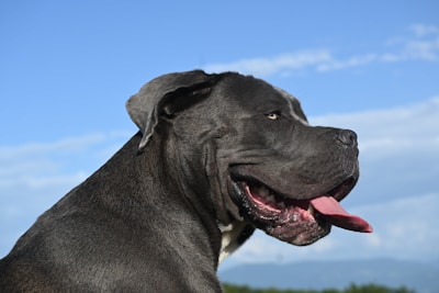 a large black dog with its tongue out