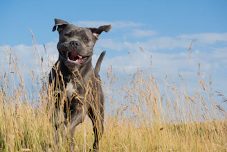 A joyful grey shepherd dog named Luna playing in a sunny meadow.