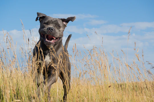 A joyful grey shepherd dog named Luna playing in a sunny meadow.