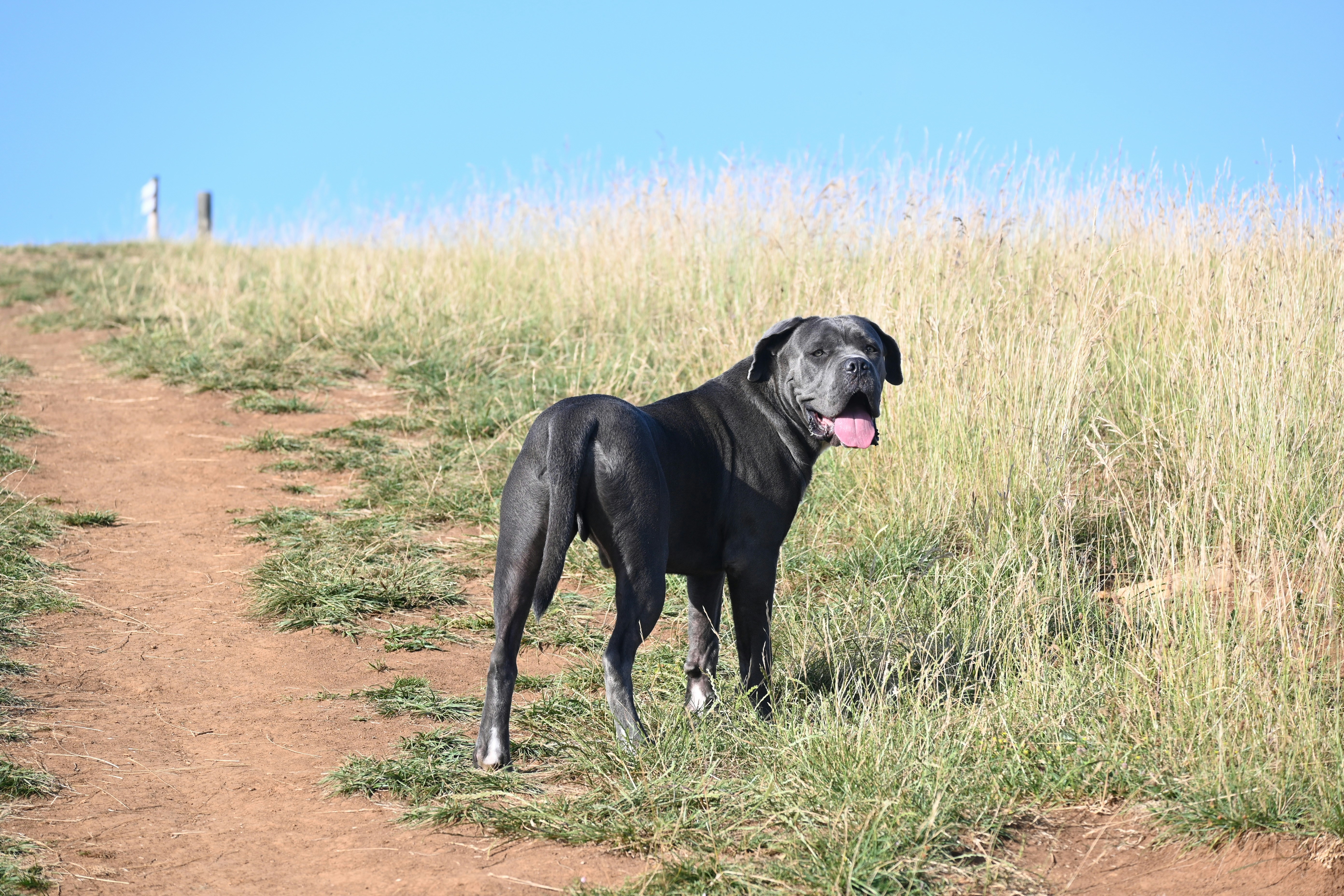 Cane Corso vs. Other Mastiff Breeds: Unraveling the Differences