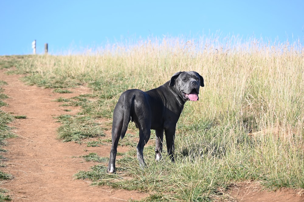 a large black dog standing on top of a dirt road