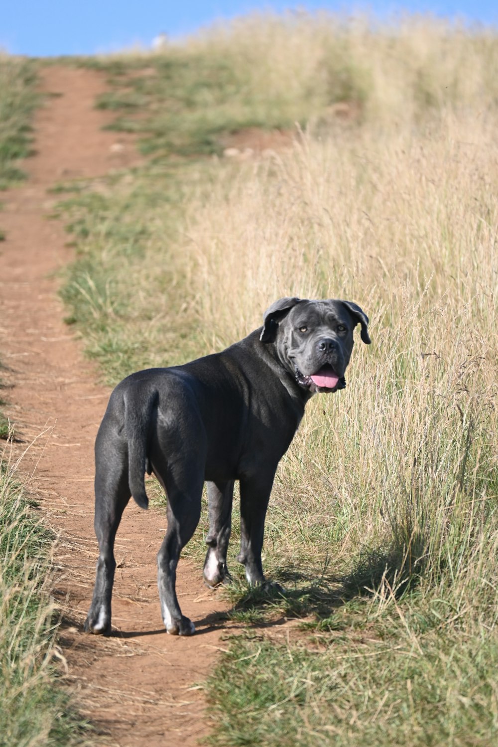 a large black dog standing on a dirt road