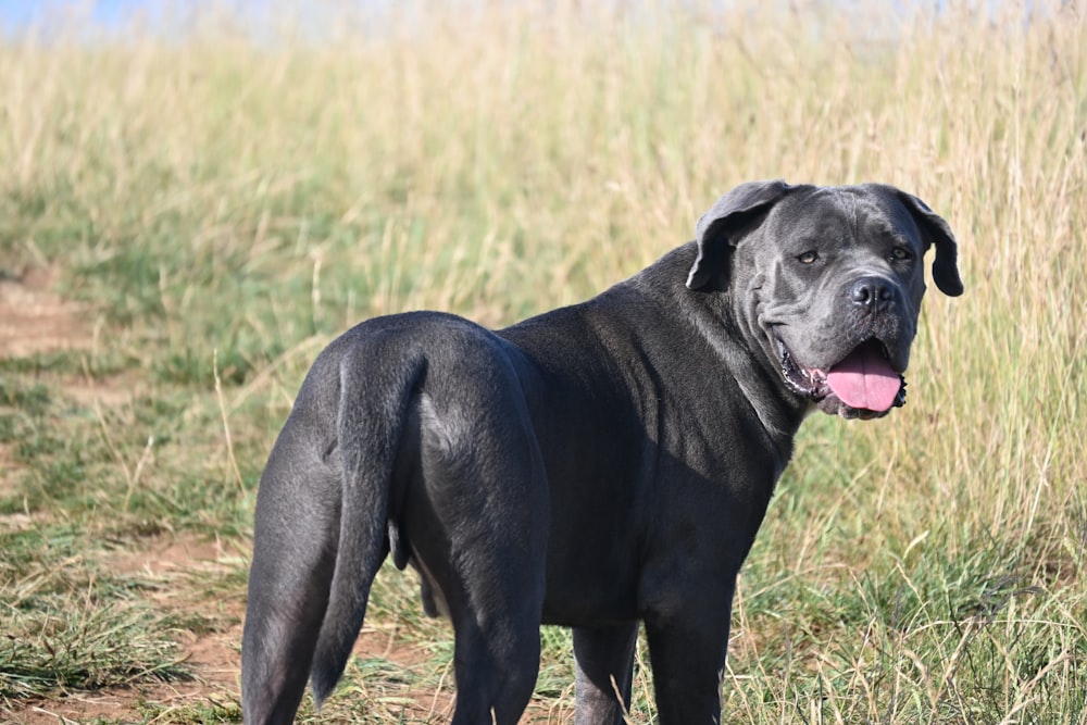 a large black dog standing on top of a grass covered field