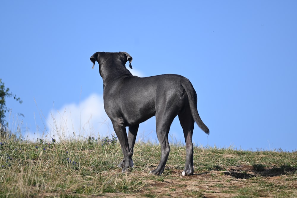 a large black dog standing on top of a grass covered hill