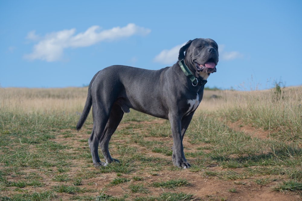 a large black dog standing on top of a grass covered field