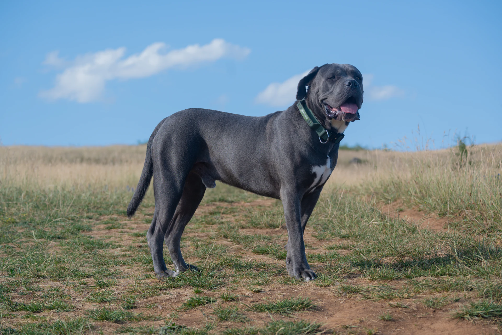A Cane Corso
