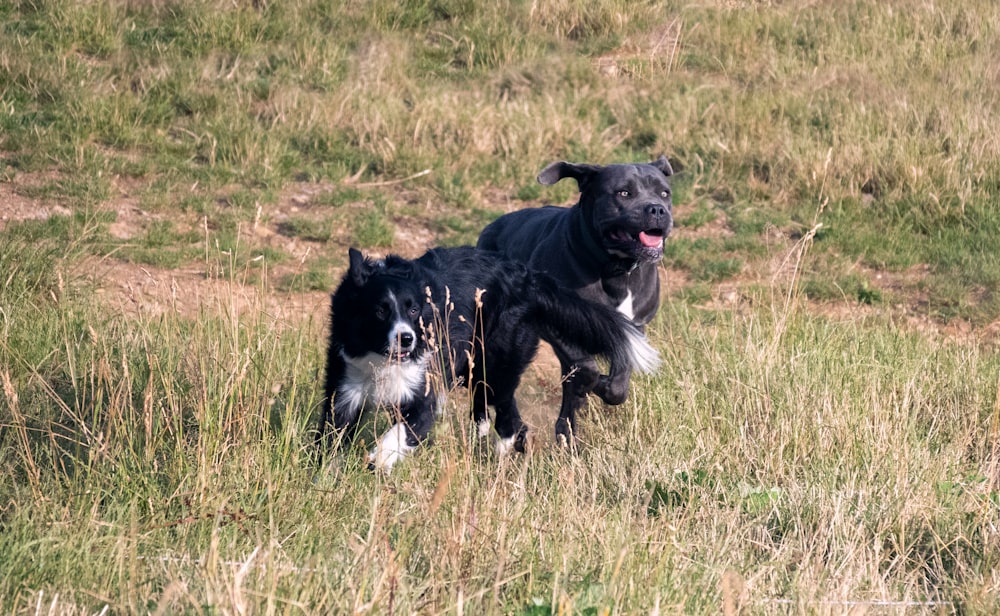 two black and white dogs running in a grassy field