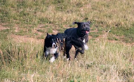 two black and white dogs running in a grassy field