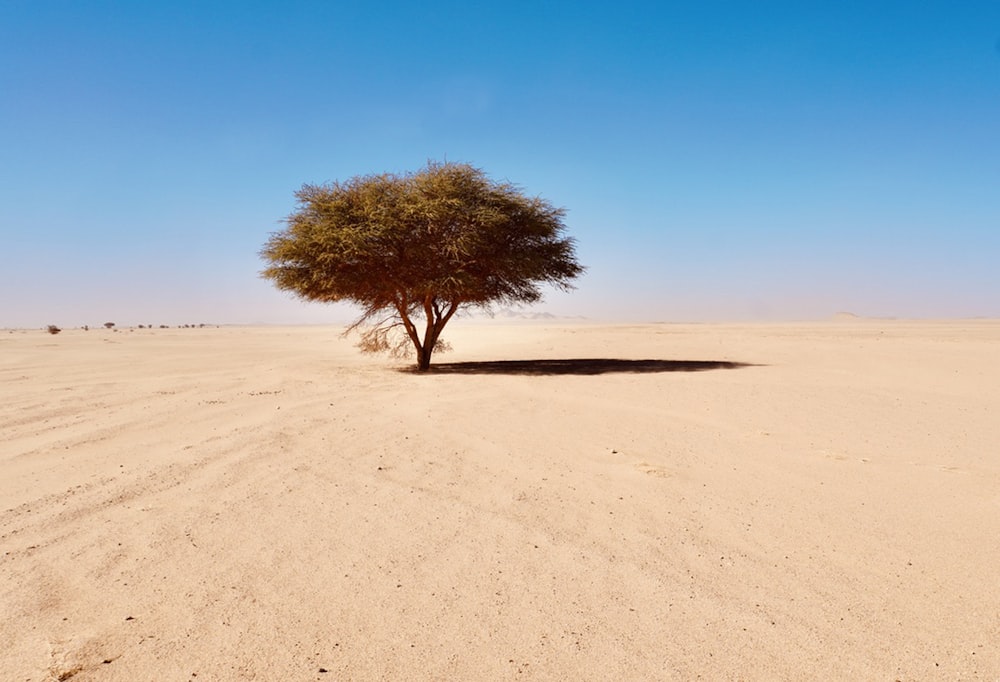 a lone tree in the middle of a desert