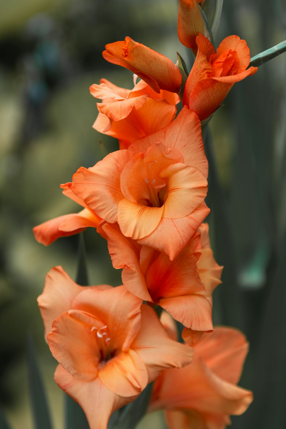 a close up of some orange flowers on a plant