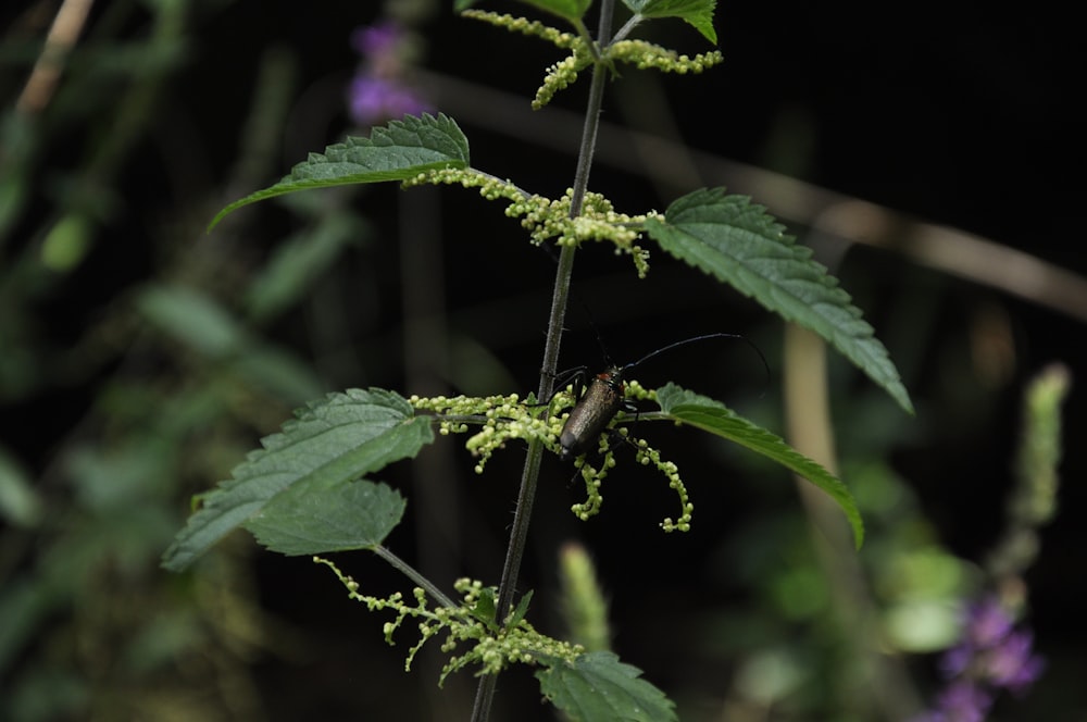 a close up of a plant with leaves and flowers