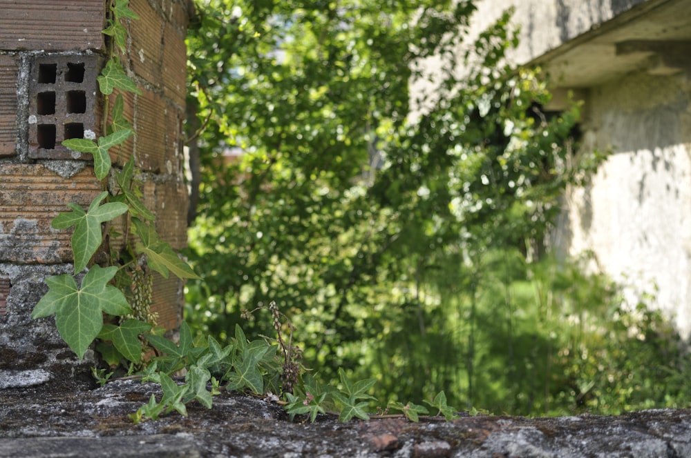 a brick building with ivy growing on it