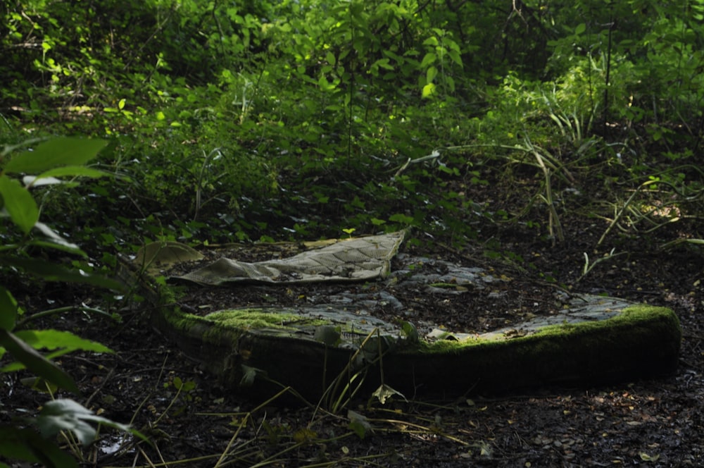 a piece of wood sitting in the middle of a forest