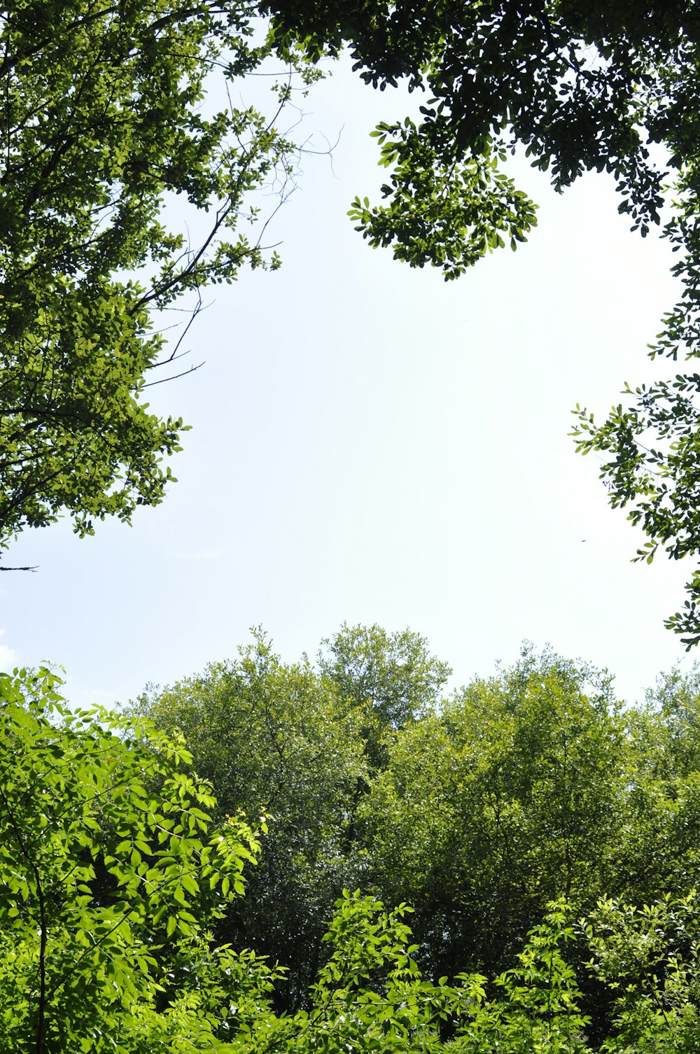 a bench sitting in the middle of a forest