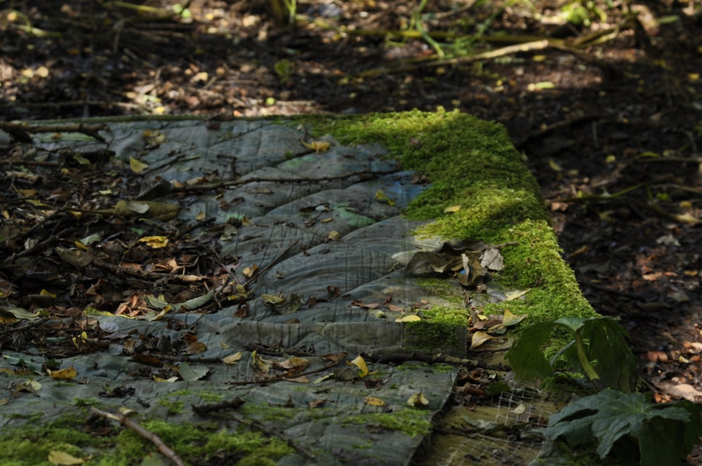 a piece of wood with moss growing on it