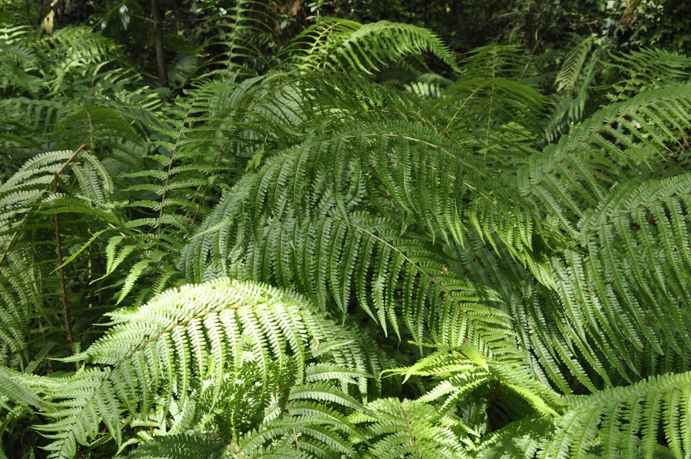 a lush green forest filled with lots of leaves