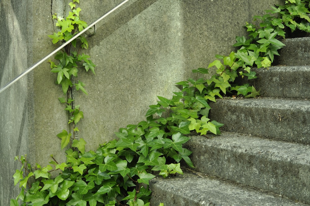 a bunch of green plants growing up the side of a building