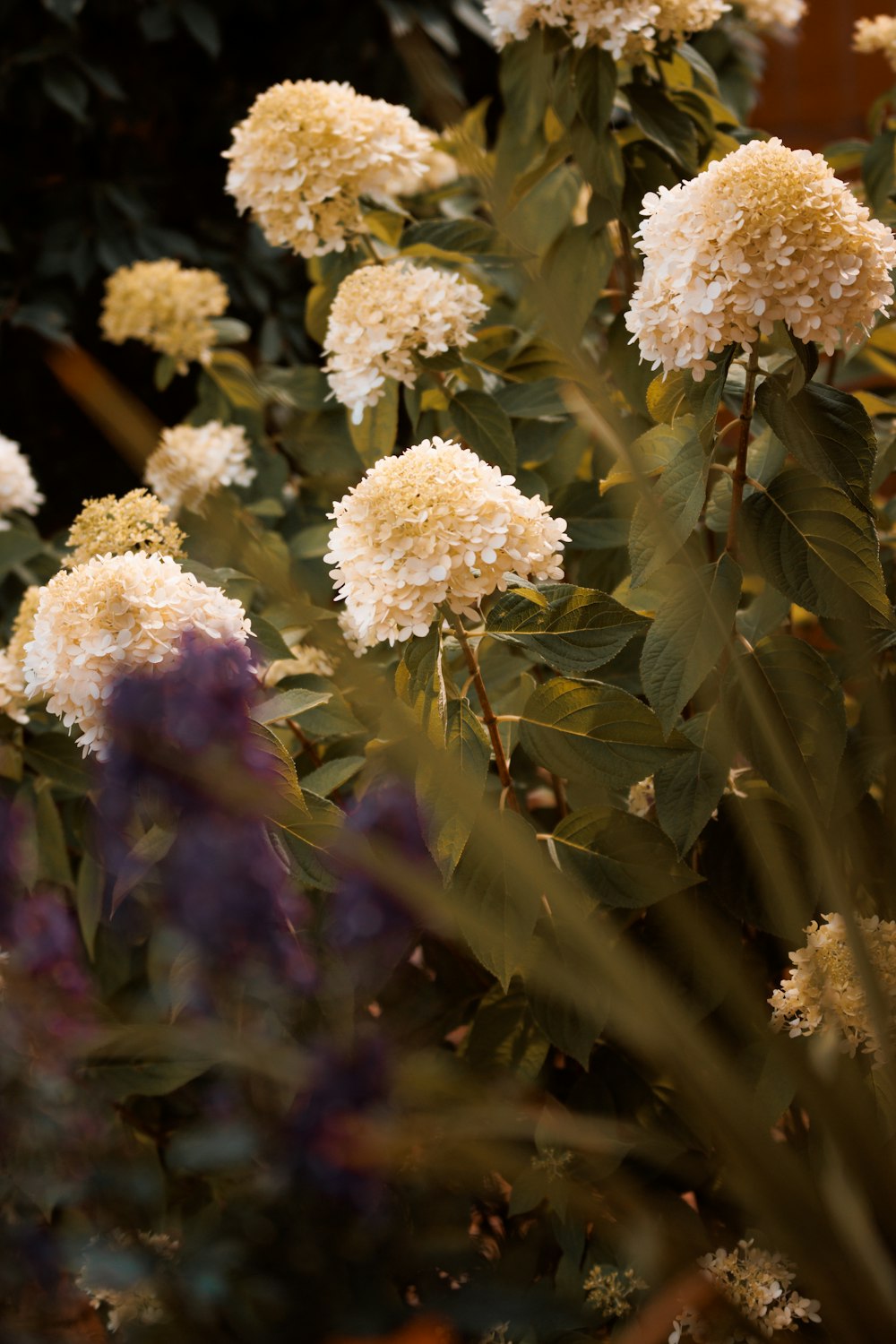 Un primo piano di un mazzo di fiori bianchi