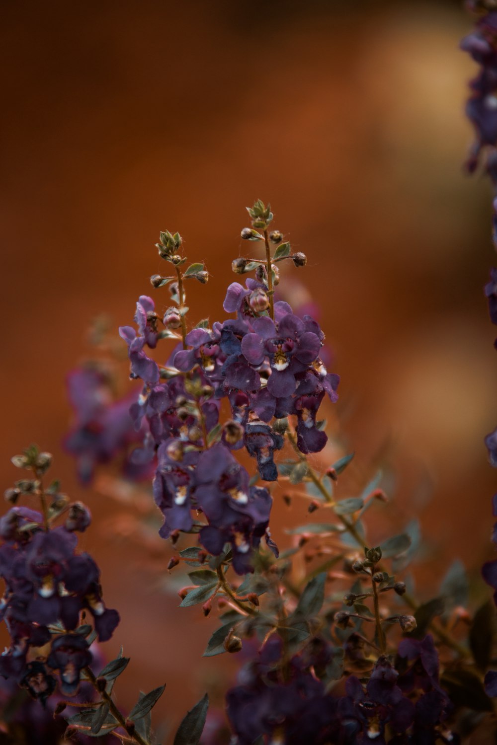 a bunch of purple flowers with green leaves