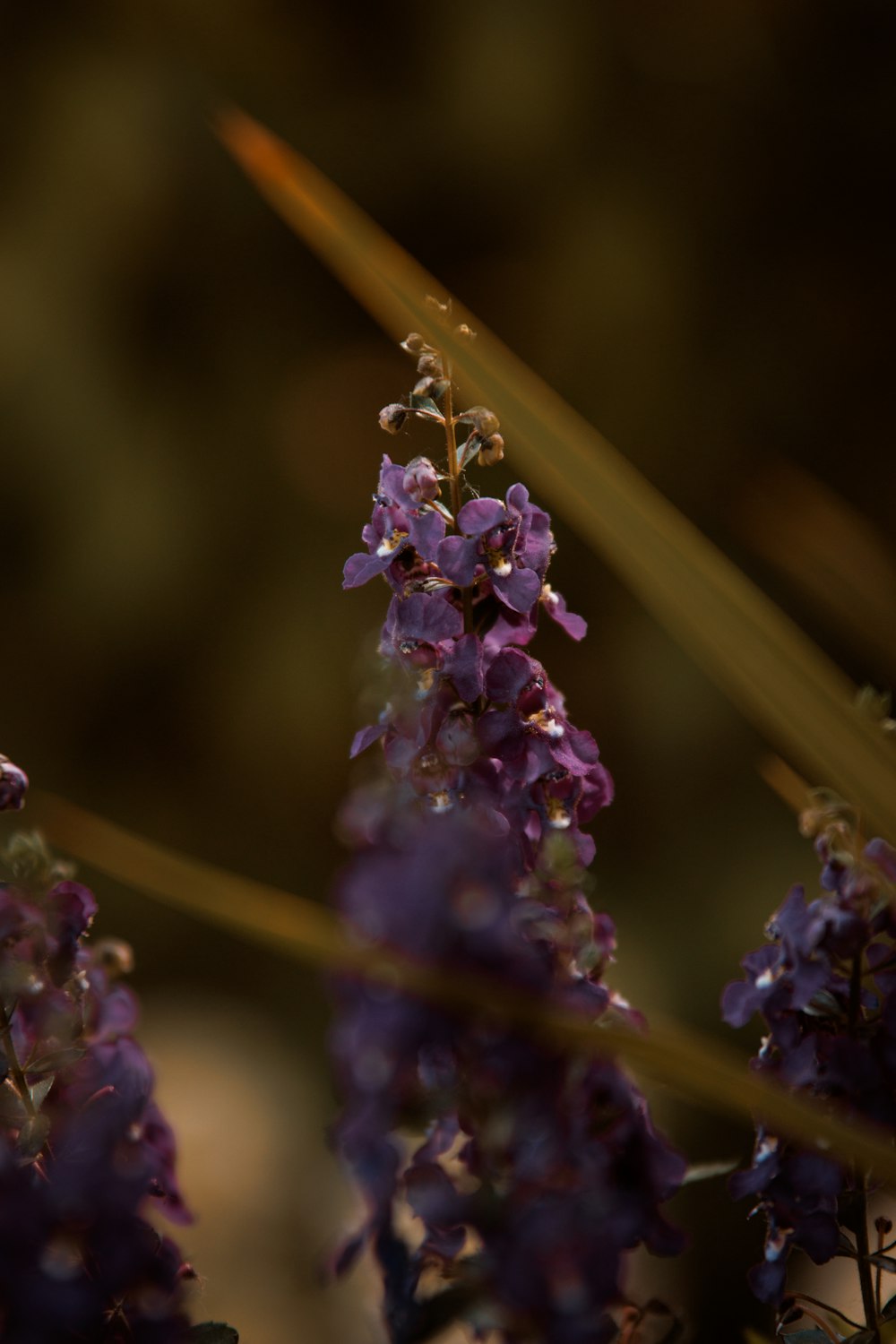 a close up of purple flowers with a blurry background