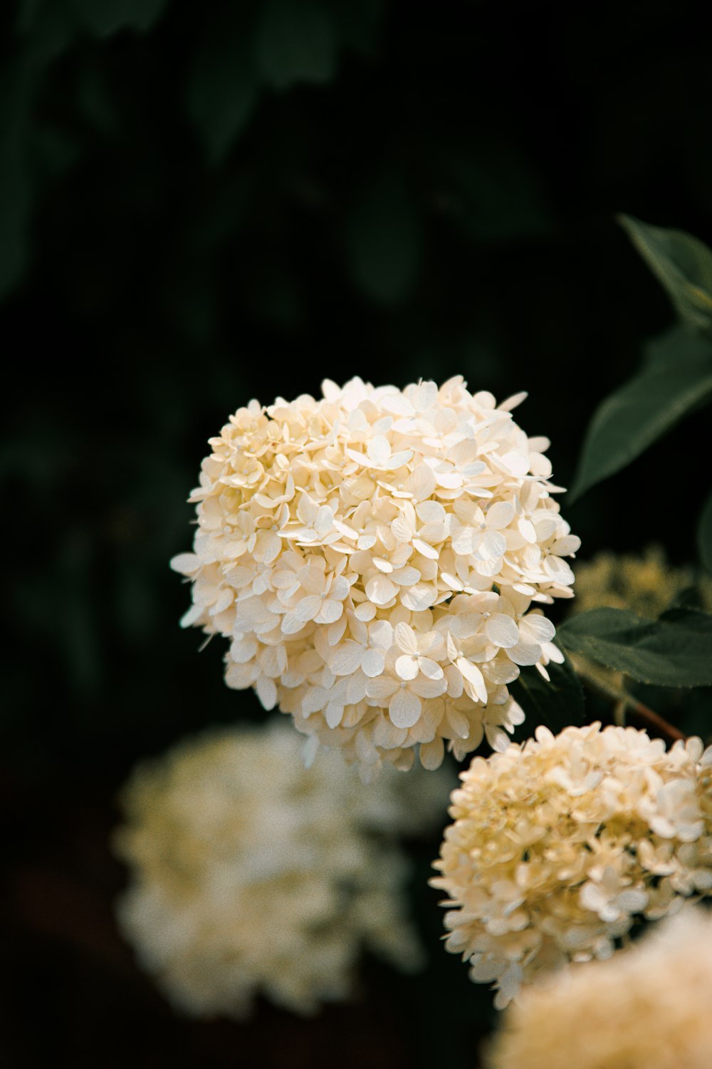 a close up of a bunch of white flowers