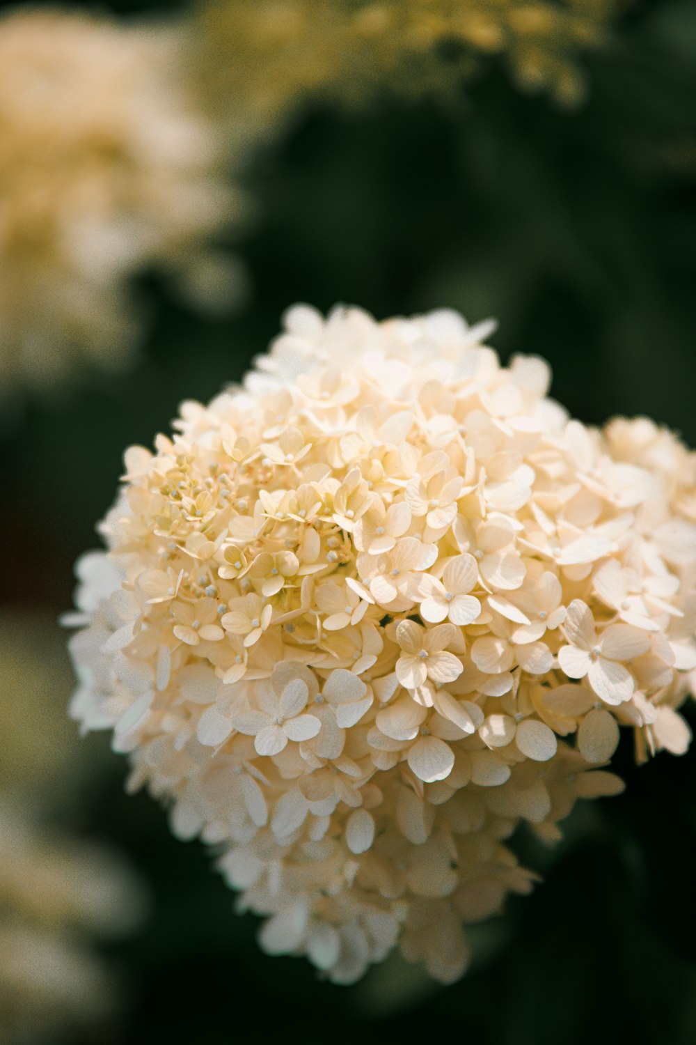 a close up of a white flower on a plant