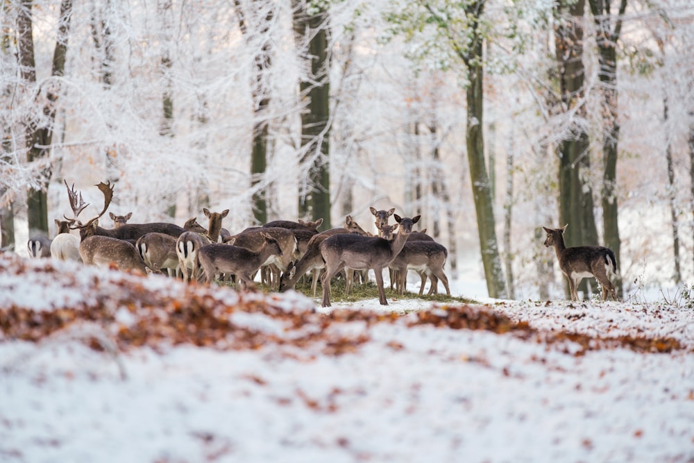 a herd of deer standing on top of a snow covered forest