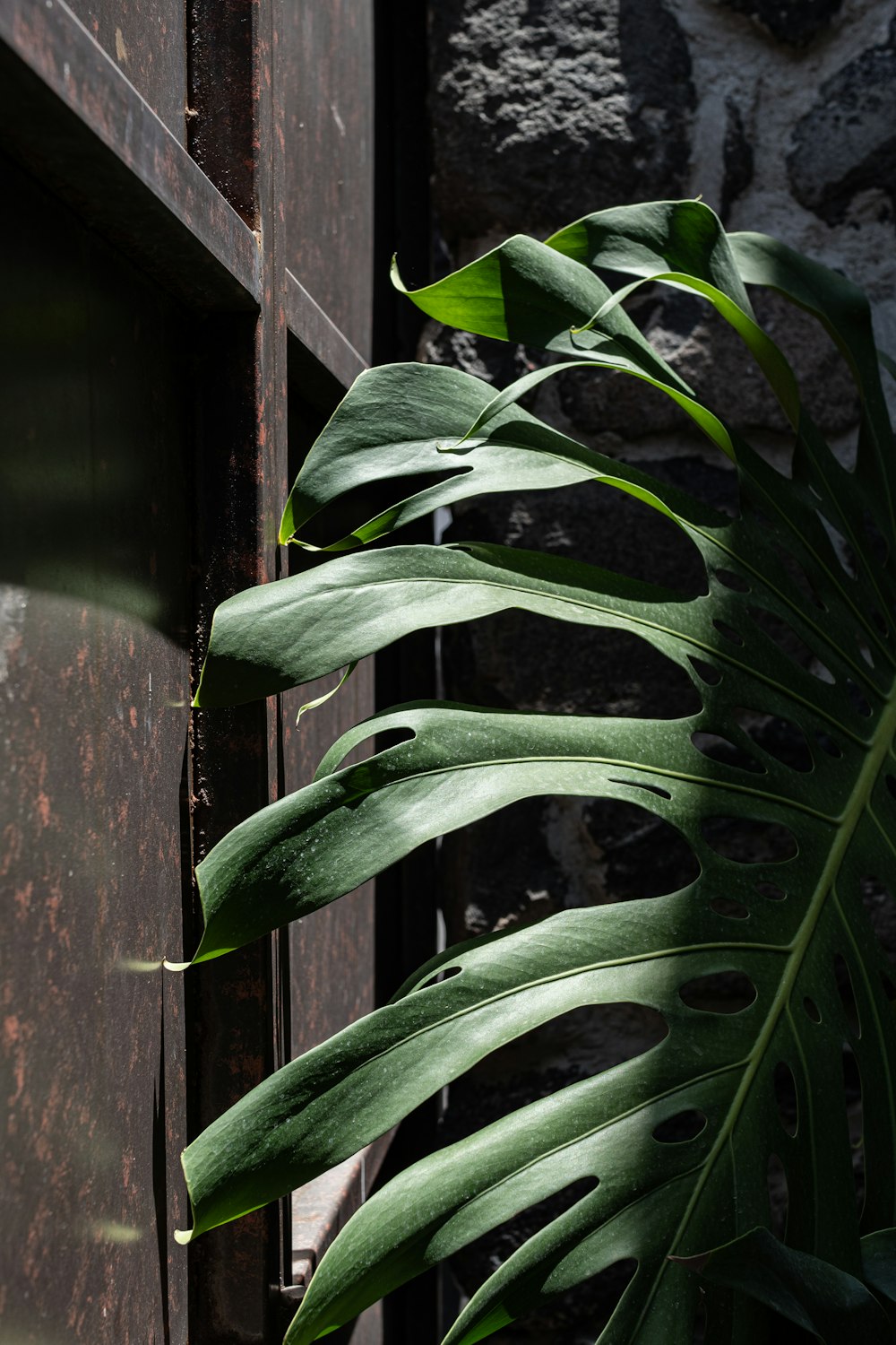 a large green plant sitting next to a wooden door