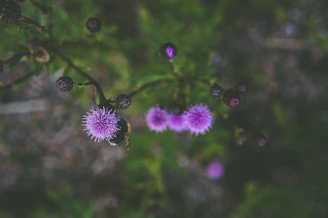 a bee is sitting on a purple flower