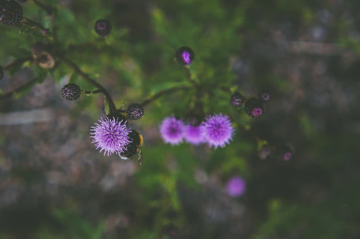 a bee is sitting on a purple flower