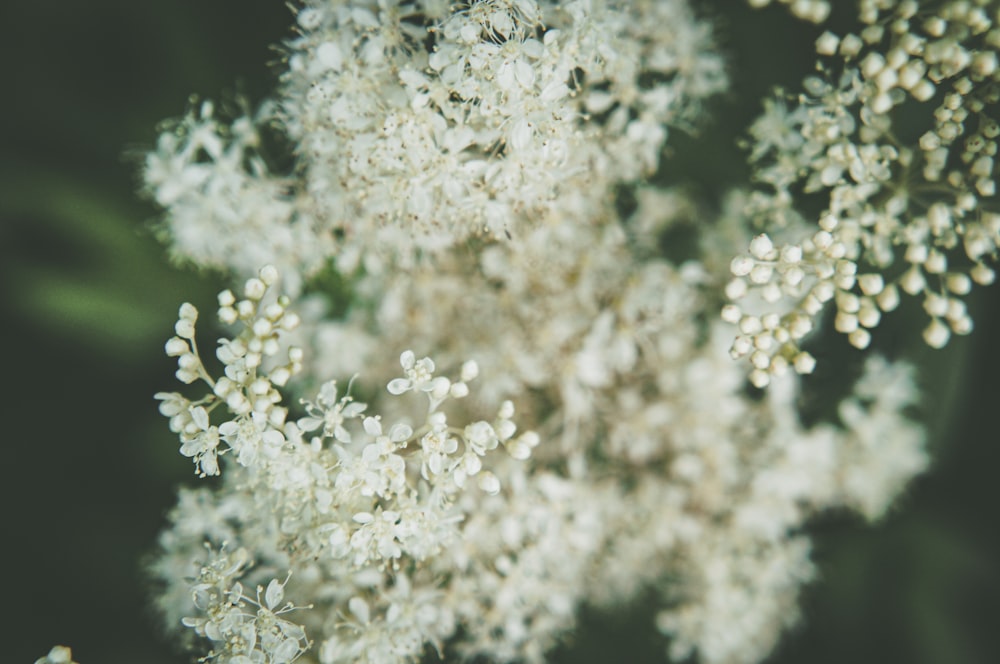 a close up of a plant with white flowers