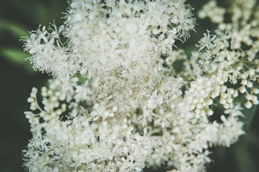 a close up of a plant with white flowers