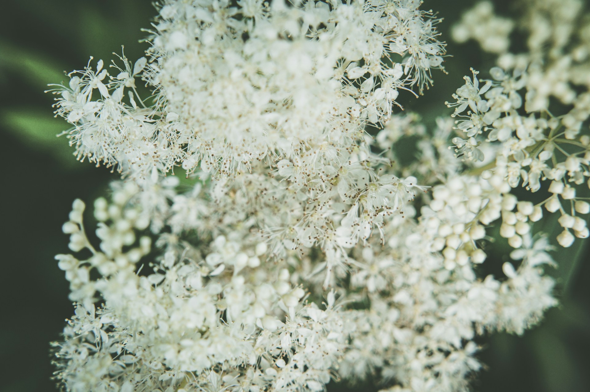 a close up of a plant with white flowers
