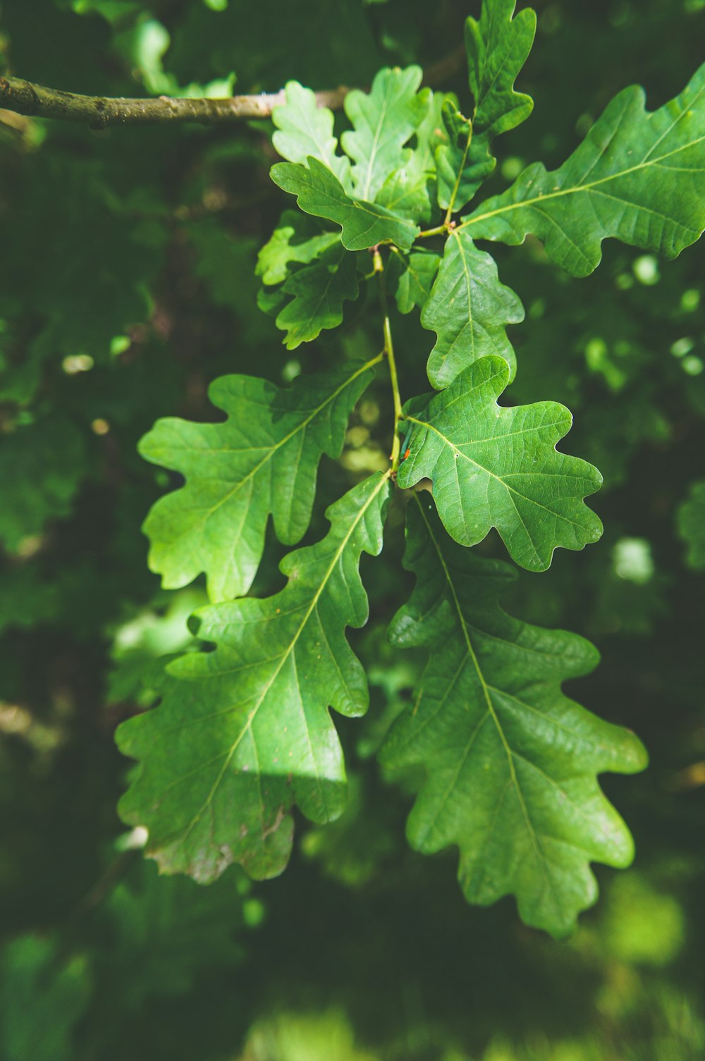 a close up of a leaf on a tree