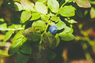 Close-up of ripe blueberries glistening on the bush under morning sunlight.
