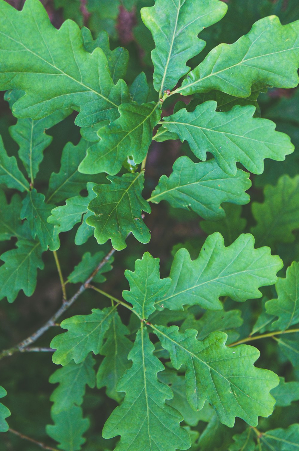 a close up of a green leafy plant