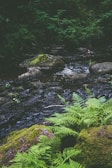 A peaceful stream surrounded by lush greenery at the Fairy Stream in Mui Ne