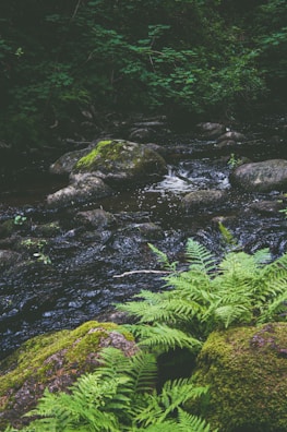 A peaceful stream surrounded by lush greenery at the Fairy Stream in Mui Ne