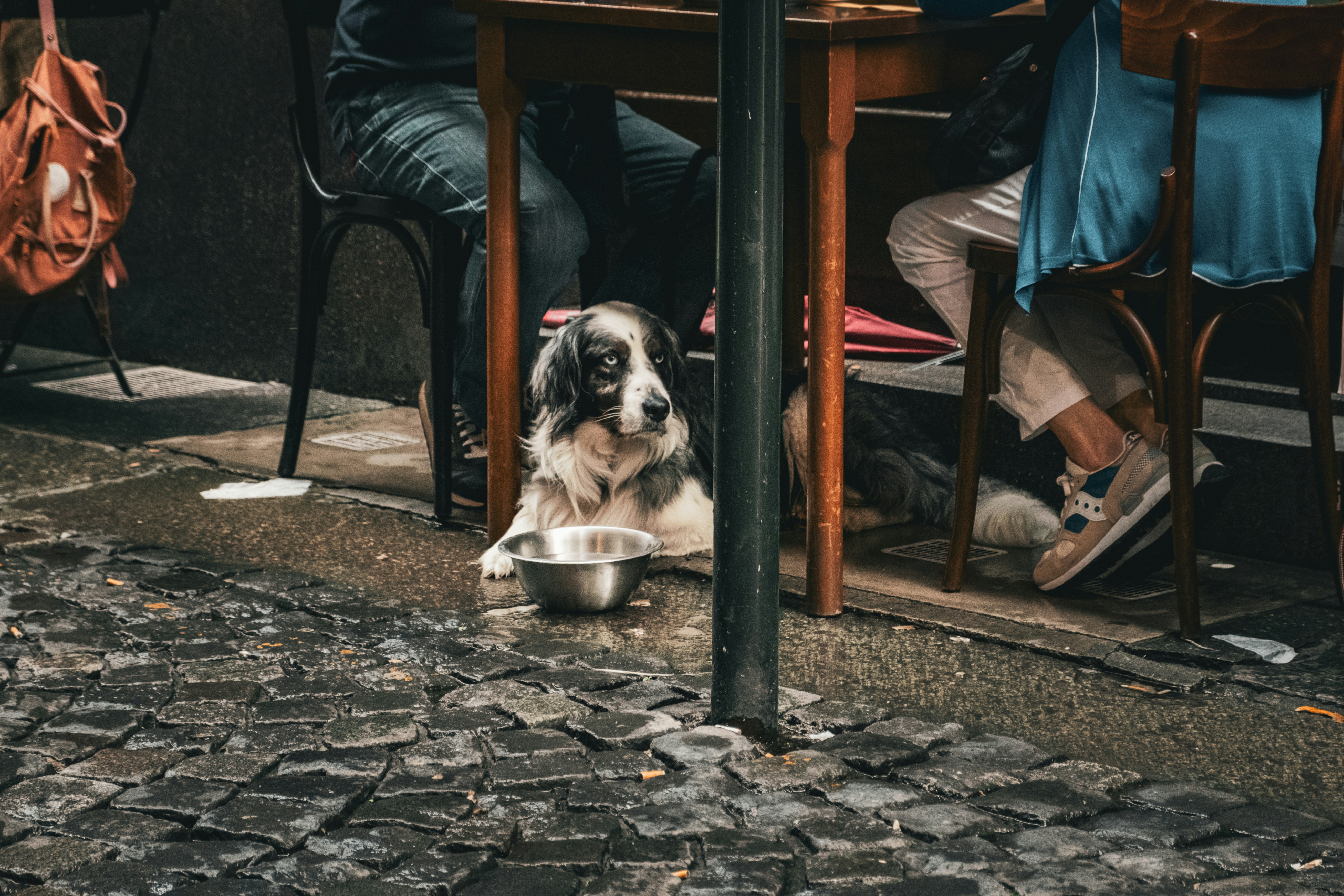 a dog sitting under a table with a bowl of water