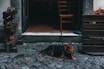A brown and black dog is sitting on a cobblestone sidewalk, tethered near a rustic doorway. Wooden planters with vibrant red flowers flank the entrance. Inside, the interior of the establishment shows tiled flooring and wooden chairs. The overall setting is quaint and cozy, likely a small café or restaurant.