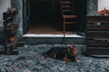 A brown and black dog is sitting on a cobblestone sidewalk, tethered near a rustic doorway. Wooden planters with vibrant red flowers flank the entrance. Inside, the interior of the establishment shows tiled flooring and wooden chairs. The overall setting is quaint and cozy, likely a small café or restaurant.